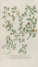 Phytanthoza iconographia Pl125 - Johann Wilhelm Weinmann — Ansicht des Kunstwerks