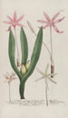 Phytanthoza iconographia Pl126 - Johann Wilhelm Weinmann — Ansicht des Kunstwerks