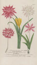 Phytanthoza iconographia Pl127 - Johann Wilhelm Weinmann — Ansicht des Kunstwerks