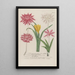 Phytanthoza iconographia Pl127 - Johann Wilhelm Weinmann — gerahmtes Bild an der Wand