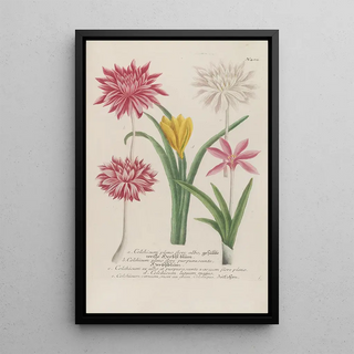 Johann Wilhelm Weinmann - Phytanthoza iconographia Pl127.webp