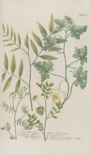 Johann Wilhelm Weinmann - Phytanthoza iconographia Pl128.webp