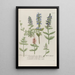 Phytanthoza iconographia Pl130 - Johann Wilhelm Weinmann — gerahmtes Bild an der Wand