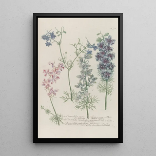 Johann Wilhelm Weinmann - Phytanthoza iconographia Pl131.webp