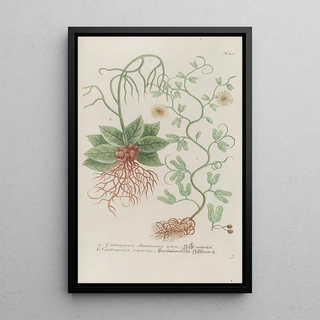 Johann Wilhelm Weinmann - Phytanthoza iconographia Pl135.webp