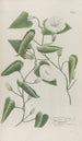 Phytanthoza iconographia Pl136 - Johann Wilhelm Weinmann — Ansicht des Kunstwerks