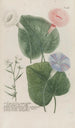 Phytanthoza iconographia Pl137 - Johann Wilhelm Weinmann — Ansicht des Kunstwerks