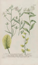 Phytanthoza iconographia Pl139 - Johann Wilhelm Weinmann — Ansicht des Kunstwerks