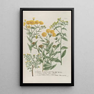 Johann Wilhelm Weinmann - Phytanthoza iconographia Pl146.webp