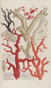 Phytanthoza iconographia Pl149 - Johann Wilhelm Weinmann — Ansicht des Kunstwerks