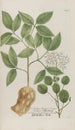 Phytanthoza iconographia Pl155 - Johann Wilhelm Weinmann — Ansicht des Kunstwerks