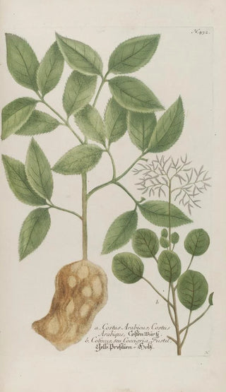 Johann Wilhelm Weinmann - Phytanthoza iconographia Pl155.webp