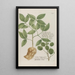 Phytanthoza iconographia Pl155 - Johann Wilhelm Weinmann — gerahmtes Bild an der Wand