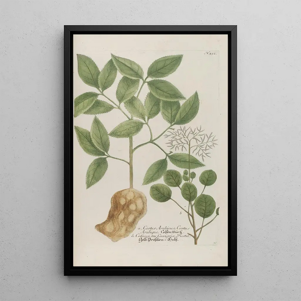Johann Wilhelm Weinmann - Phytanthoza iconographia Pl155.webp