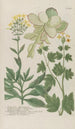 Phytanthoza iconographia Pl157 - Johann Wilhelm Weinmann — Ansicht des Kunstwerks