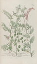 Phytanthoza iconographia Pl159 - Johann Wilhelm Weinmann — Ansicht des Kunstwerks