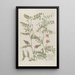 Phytanthoza iconographia Pl160 - Johann Wilhelm Weinmann — gerahmtes Bild an der Wand