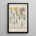 Phytanthoza iconographia Pl161 - Johann Wilhelm Weinmann — gerahmtes Bild an der Wand