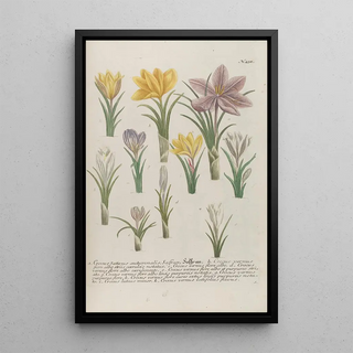 Johann Wilhelm Weinmann - Phytanthoza iconographia Pl161.webp