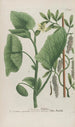 Phytanthoza iconographia Pl163 - Johann Wilhelm Weinmann — Ansicht des Kunstwerks