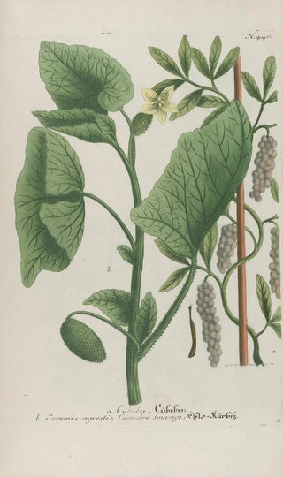 Johann Wilhelm Weinmann - Phytanthoza iconographia Pl163.webp