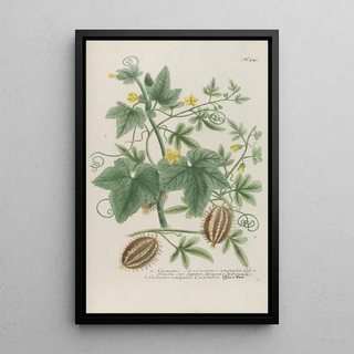 Johann Wilhelm Weinmann - Phytanthoza iconographia Pl164.webp