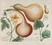 Phytanthoza iconographia Pl. 165 - Johann Wilhelm Weinmann — Ansicht des Kunstwerks