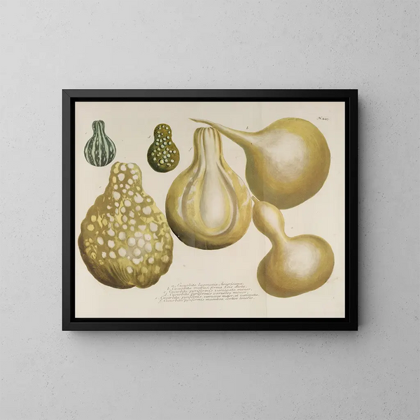 Phytanthoza iconographia Pl. 166 - Johann Wilhelm Weinmann — gerahmtes Bild an der Wand