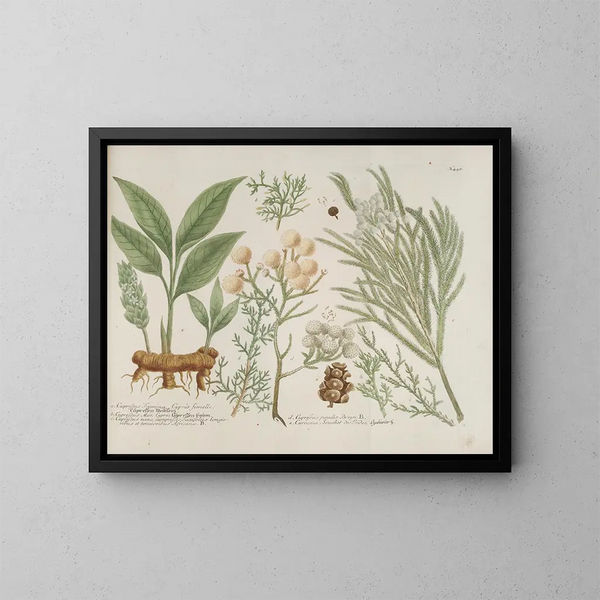 Phytanthoza iconographia Pl. 171 - Johann Wilhelm Weinmann — gerahmtes Bild an der Wand