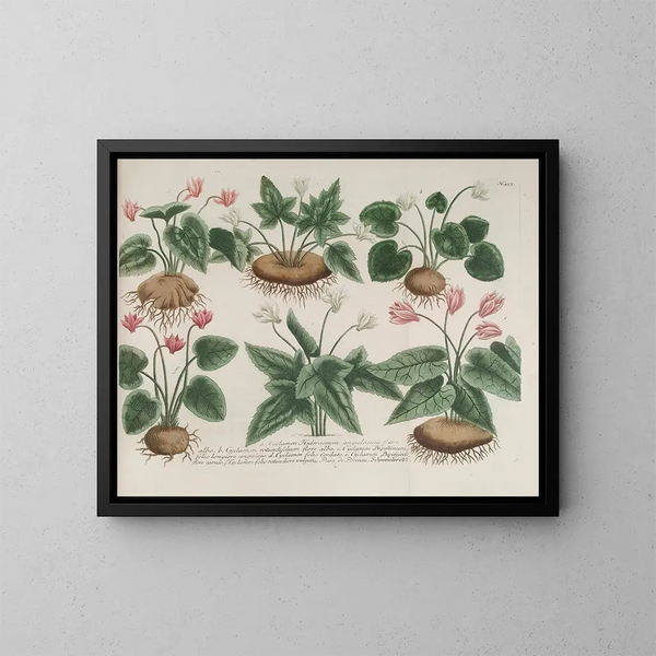 Phytanthoza iconographia Pl. 176 - Johann Wilhelm Weinmann — gerahmtes Bild an der Wand