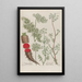 Phytanthoza iconographia Pl182 - Johann Wilhelm Weinmann — gerahmtes Bild an der Wand