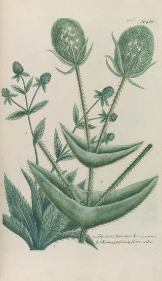 Johann Wilhelm Weinmann - Phytanthoza iconographia Pl189.webp