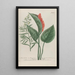 Phytanthoza iconographia Pl194 - Johann Wilhelm Weinmann — gerahmtes Bild an der Wand