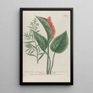 Johann Wilhelm Weinmann - Phytanthoza iconographia Pl194.webp