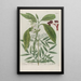 Phytanthoza iconographia Pl196 - Johann Wilhelm Weinmann — gerahmtes Bild an der Wand