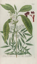 Phytanthoza iconographia Pl196 - Johann Wilhelm Weinmann — Ansicht des Kunstwerks