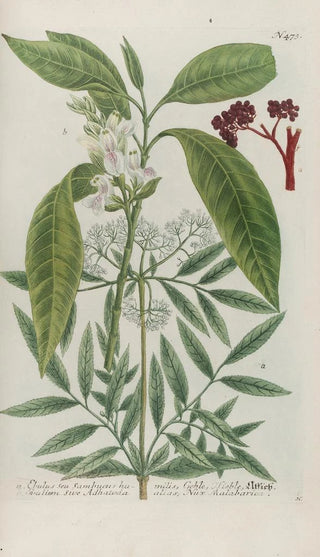 Johann Wilhelm Weinmann - Phytanthoza iconographia Pl196.webp