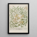 Phytanthoza iconographia Pl199 - Johann Wilhelm Weinmann — gerahmtes Bild an der Wand
