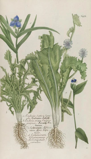 Johann Wilhelm Weinmann - Phytanthoza iconographia Pl200.webp