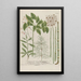 Phytanthoza iconographia Pl202 - Johann Wilhelm Weinmann — gerahmtes Bild an der Wand