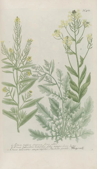 Johann Wilhelm Weinmann - Phytanthoza iconographia Pl206.webp