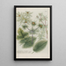 Phytanthoza iconographia Pl208 - Johann Wilhelm Weinmann — gerahmtes Bild an der Wand