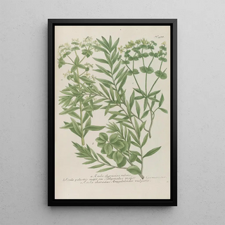 Johann Wilhelm Weinmann - Phytanthoza iconographia Pl211.webp