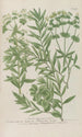 Phytanthoza iconographia Pl211 - Johann Wilhelm Weinmann — Ansicht des Kunstwerks