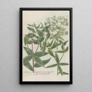 Johann Wilhelm Weinmann - Phytanthoza iconographia Pl213.webp