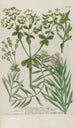 Phytanthoza iconographia Pl215 - Johann Wilhelm Weinmann — Ansicht des Kunstwerks