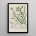 Phytanthoza iconographia Pl216 - Johann Wilhelm Weinmann — gerahmtes Bild an der Wand