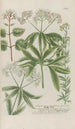 Phytanthoza iconographia Pl219 - Johann Wilhelm Weinmann — Ansicht des Kunstwerks