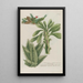 Phytanthoza iconographia Pl220 - Johann Wilhelm Weinmann — gerahmtes Bild an der Wand