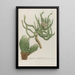 Phytanthoza iconographia Pl221 - Johann Wilhelm Weinmann — gerahmtes Bild an der Wand